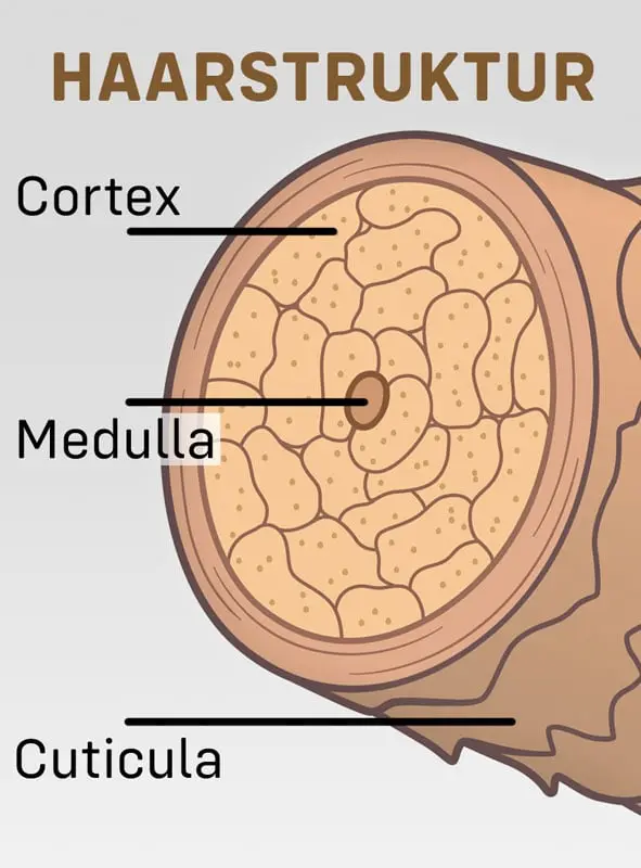 hairexpand haarstruktur beispiel